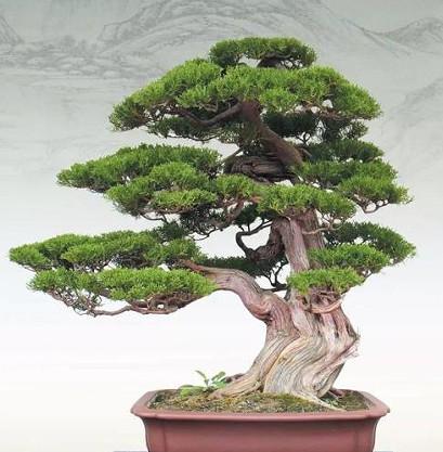 璎珞柏枝条自然下垂,婀娜飘逸,常用于制作垂枝式盆景