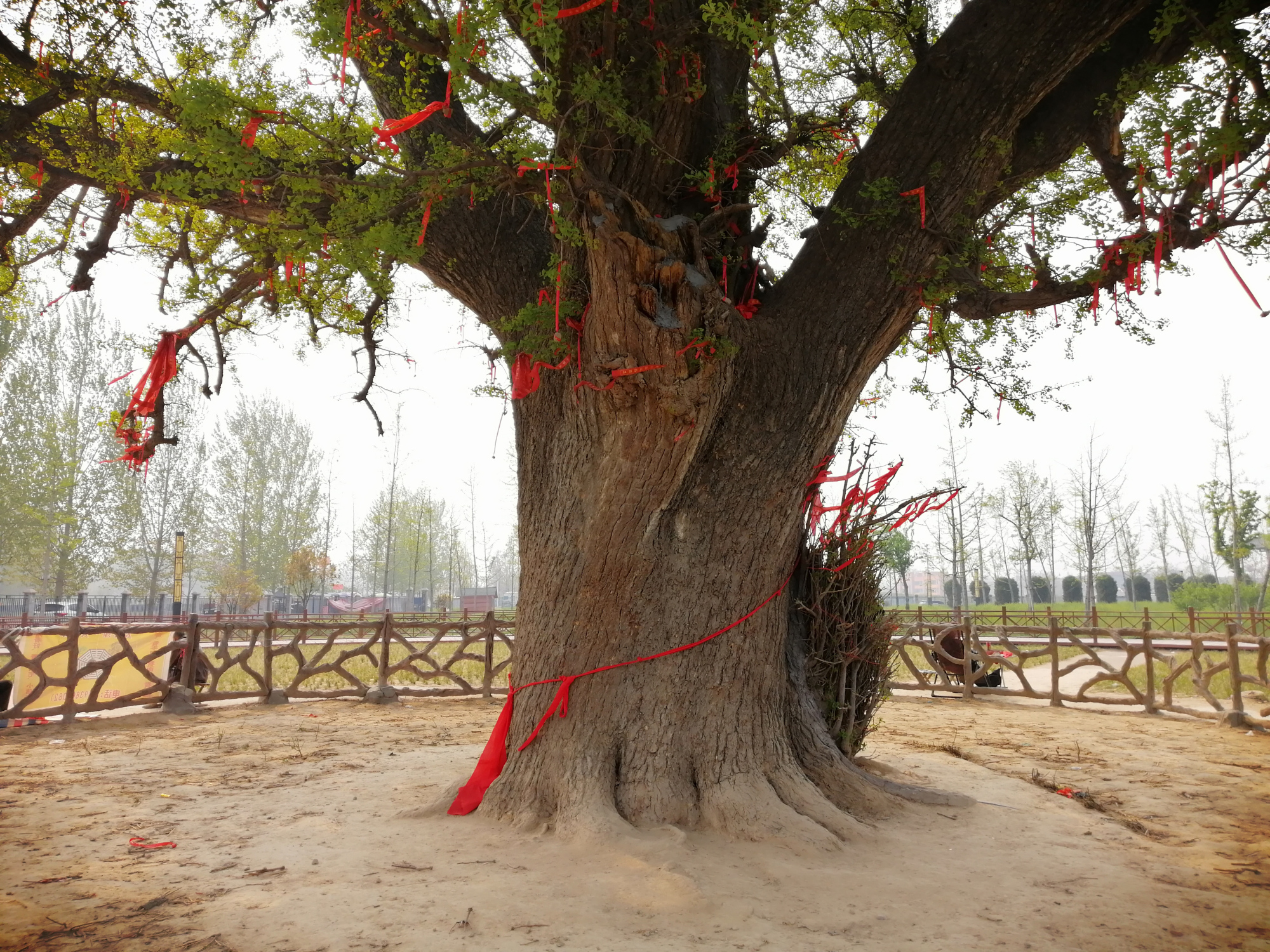 鹿邑这棵银杏树,必是五一爆款景点,只因神仙在此拴过马灵验得很