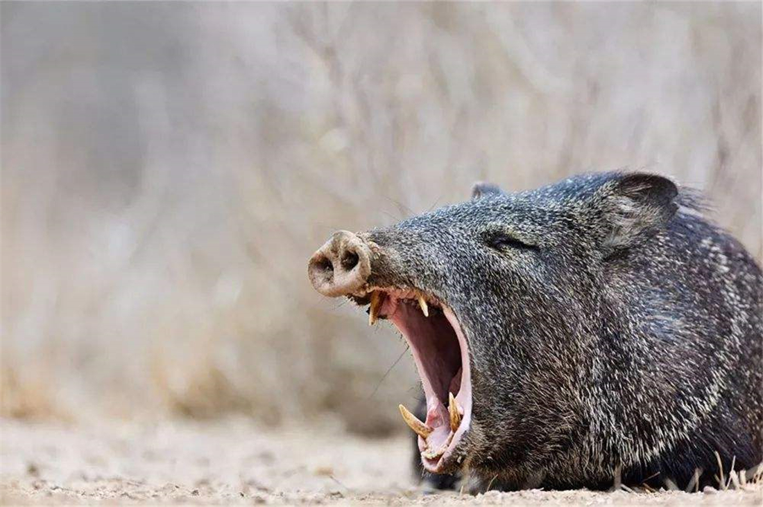 四川木里现狼群围攻野猪,母猪为保护幼仔引开狼,最终被狼群分食