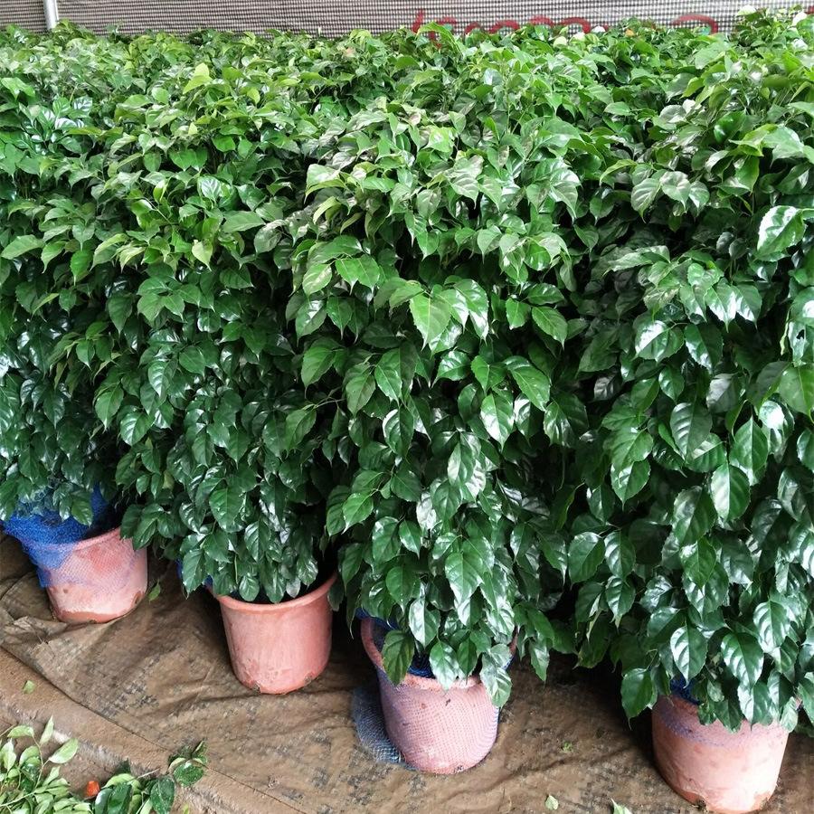 幸福树是什么树?原来它处处可见,种植时注意4方面