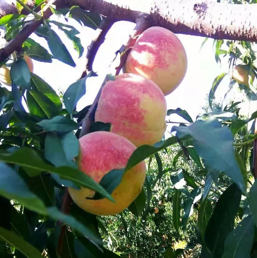 在农村大面积种植的冬桃,因为味道好,深受人们的喜爱