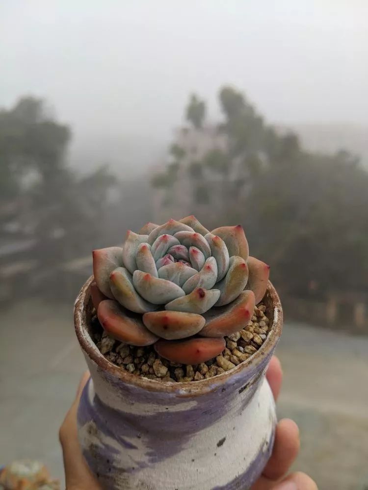 暖冬之下,享受那一刻与多肉相伴的宁静!