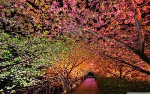 「古韵新风」商丽萍:七绝 咏香雪兰(外五首)