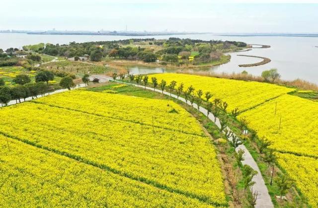 刷屏了!苏州相城阳澄湖莲花岛油菜花田一片片,一陇陇,醒了