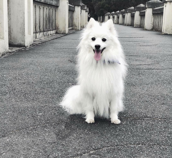 这四种狗狗都属于狐狸犬,秋田犬也在其中,最后一种美的不像话!