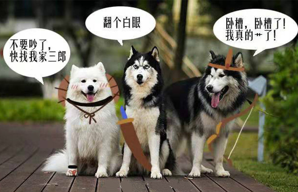 墨香书中只甜不虐的cp,追凌发糖不要钱,风信斗嘴超可爱!