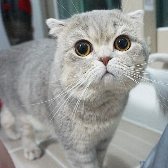 慵懒的折耳猫大图,看一眼就倾心,哪一张让你眼前一亮?