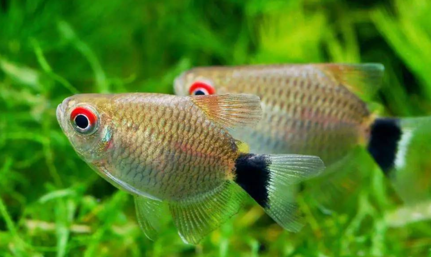 银屏灯鱼性情温顺,喜成群游动,比较容易饲养!