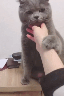 主人一直想摸猫咪的下巴,猫:矜持一点,你要知道人猫授受不亲!