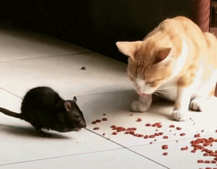 猫咪静静的看着抢食的老鼠:小老弟多吃点,待会可要喂饱我