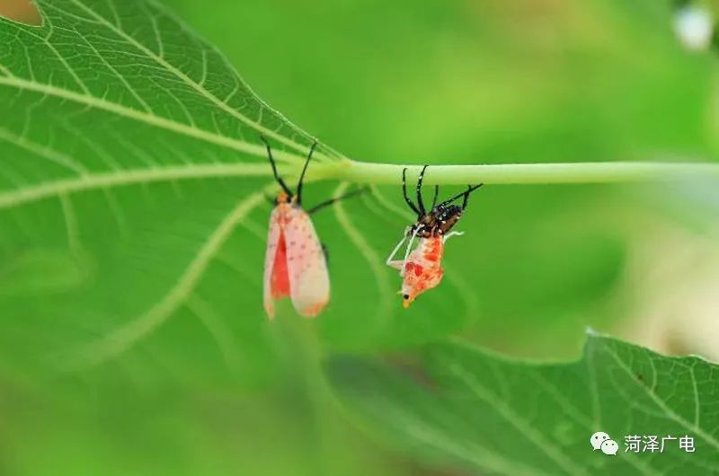 "花姑娘"玩金蝉脱壳 "椿蹦蹦"舞艳丽花裙