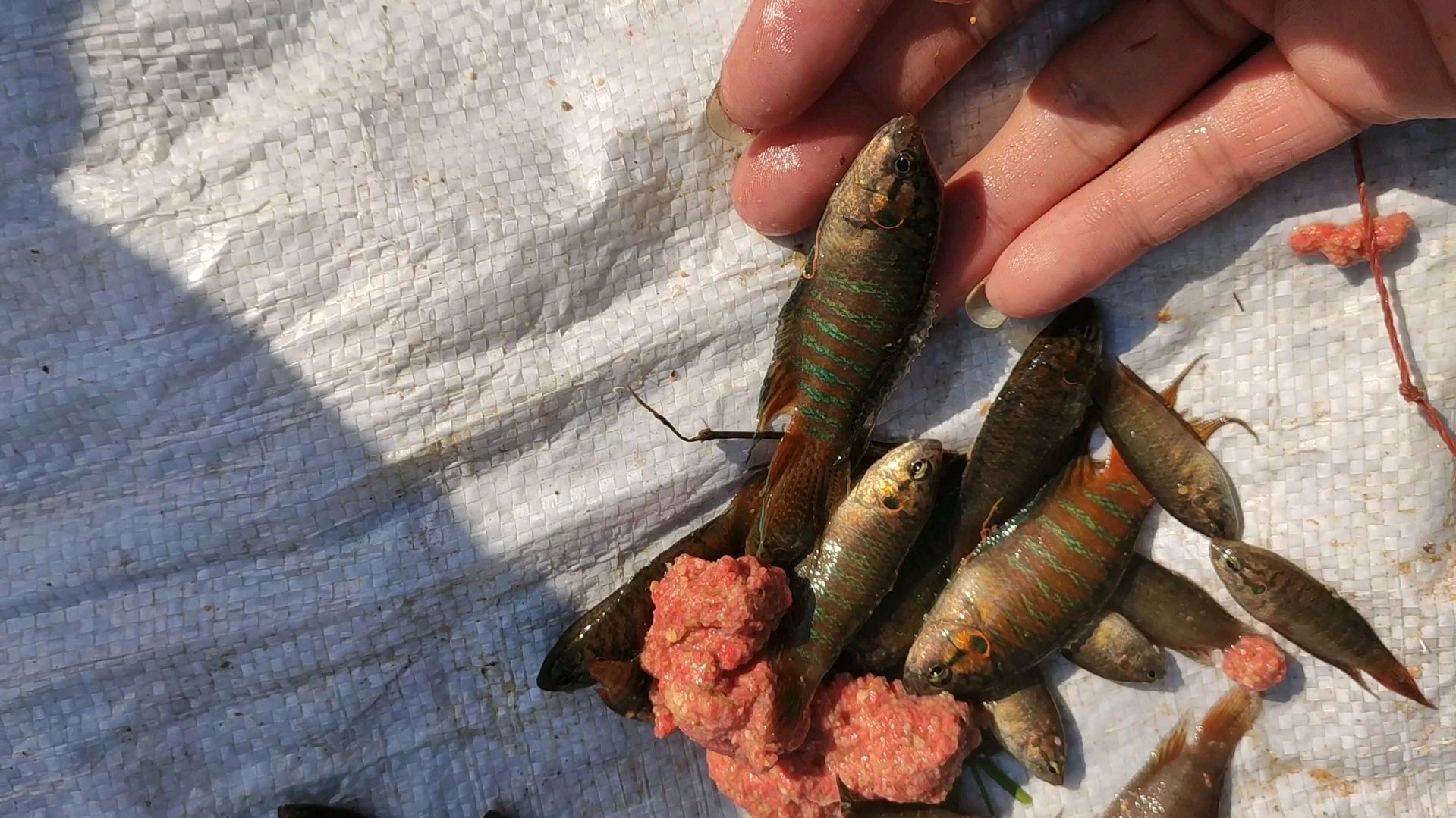 下午抓斗鱼,收获还挺不错,中途来几个潮汕的,用簸箕抓斗鱼