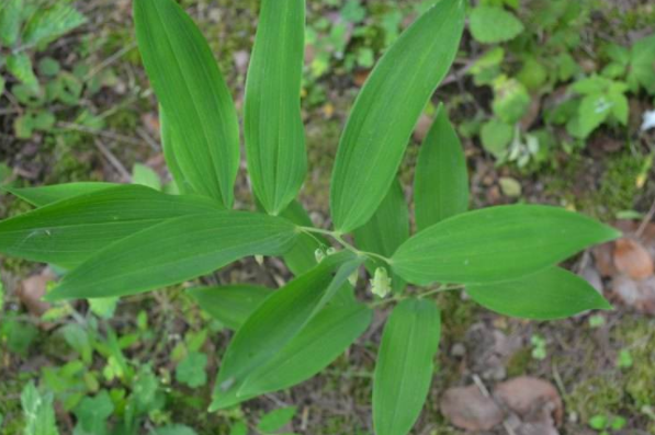 扫扫植物 - 热门商品专区