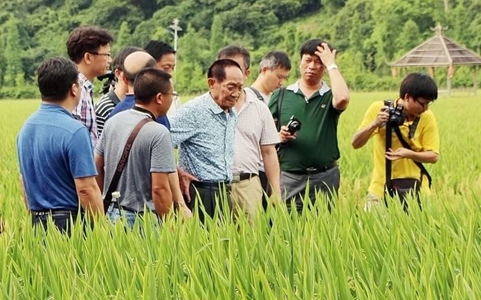 在三亚国家水稻公园示范点,"超优千号"超级杂交水稻开始测产专家组