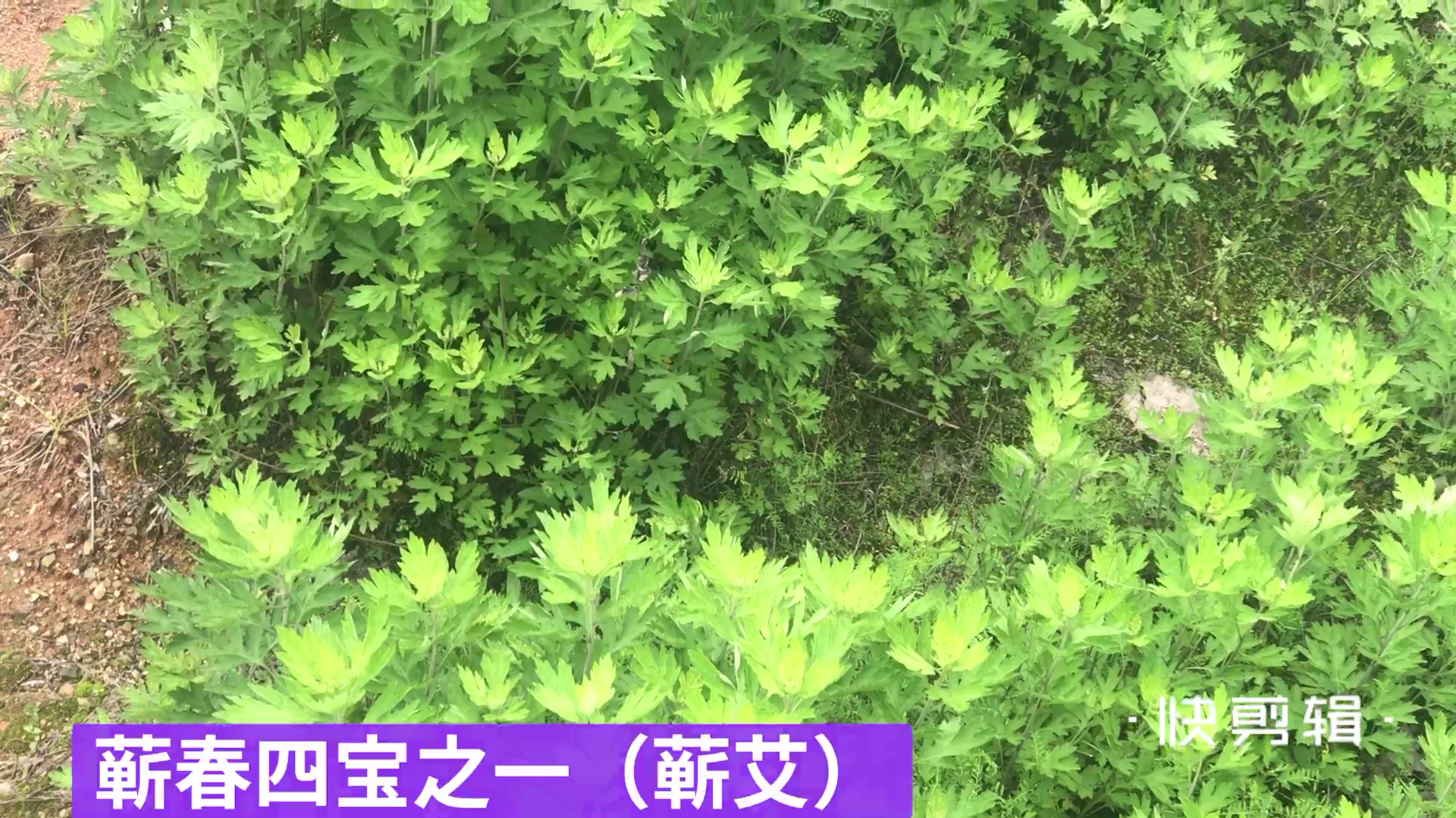 城市的角落,菜地里泥土的清香,还有片种植的蕲艾