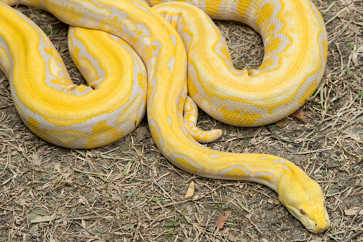 黄金蟒以啮齿类动物为食,通过缠绕杀死猎物
