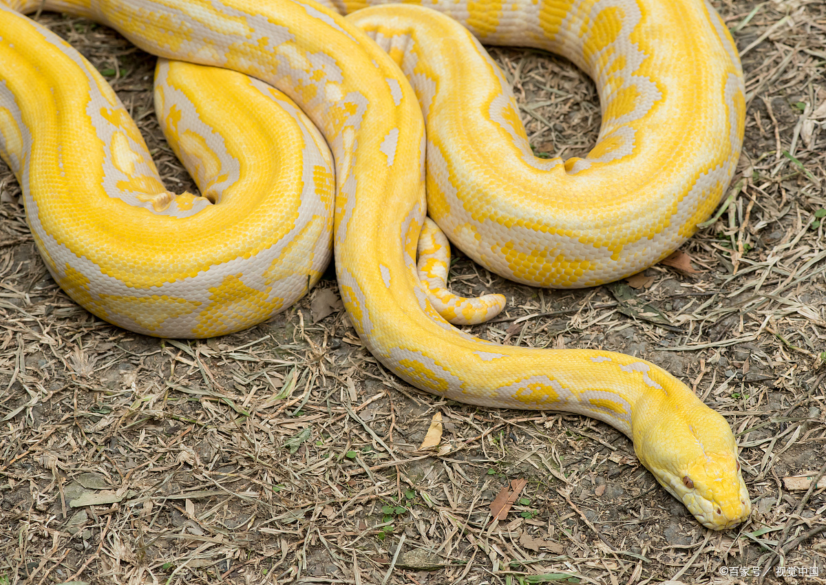 黄金蟒是不是有毒