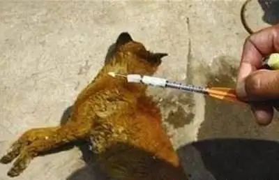 用毒饵,毒针杀狗五吨多并层层分销,如皋3人因制售有毒有害食品获刑