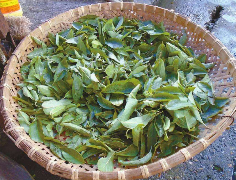 "糯米藤"的叶子可以食用,它的根也能吃!