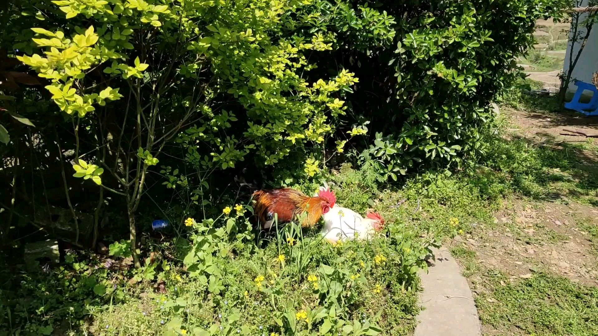 看见白公鸡蹲在那里,以为它在抱蛋呢?黄公鸡守护身边,太搞笑了