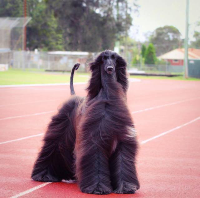 世界上头发最长的狗,配种要十万元,网友:看完直接被吓