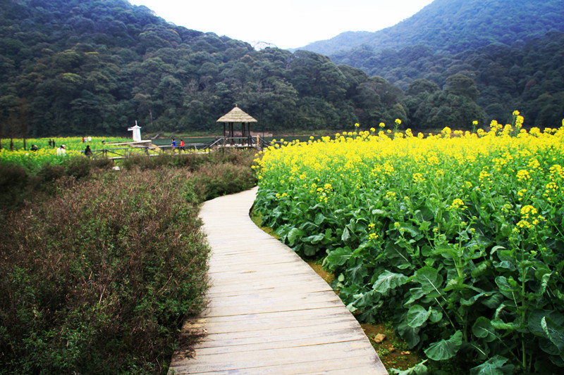 除了廣州石門國家森林公園,東莞可園以外,這些環境舒服的旅遊景點你聽