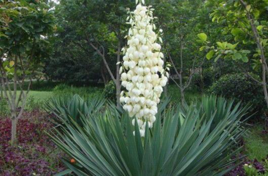 丝兰别称软叶丝兰,毛边丝兰,洋波萝