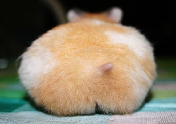 超级治愈的仓鼠小屁股,魔性到让人过目不忘