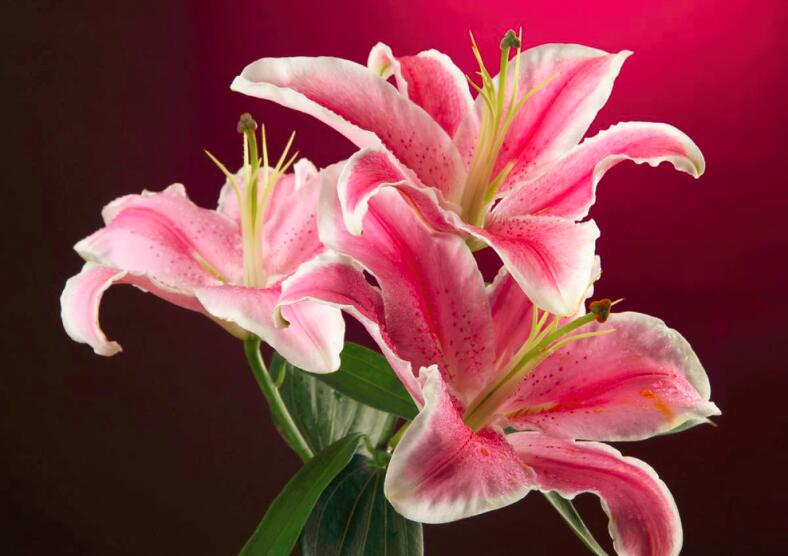 麝香百合,有个比较洋气的名字复活节百合,铁炮百合,是花卉百合的代表