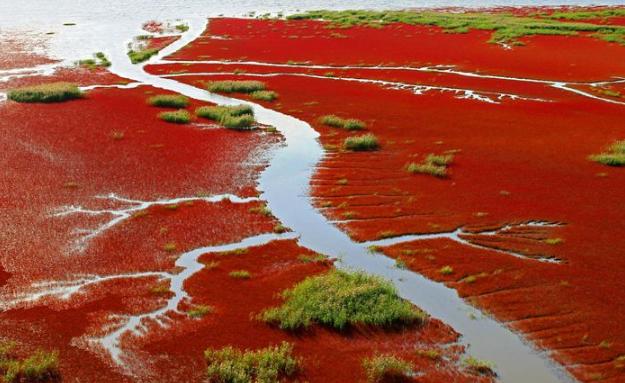 "红海"为什么别样红,带你走进红色的海洋