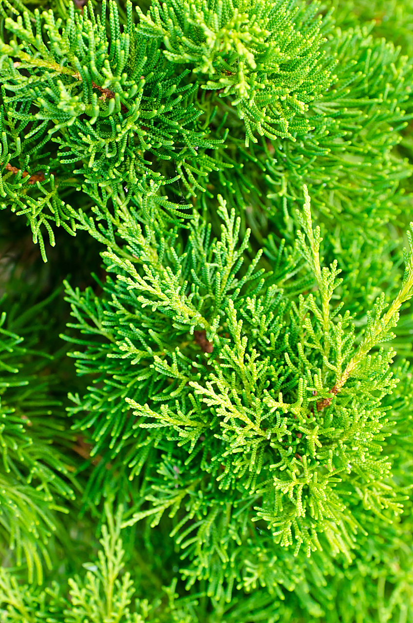 侧柏叶富含植物精华,有助于滋养和保湿头发.