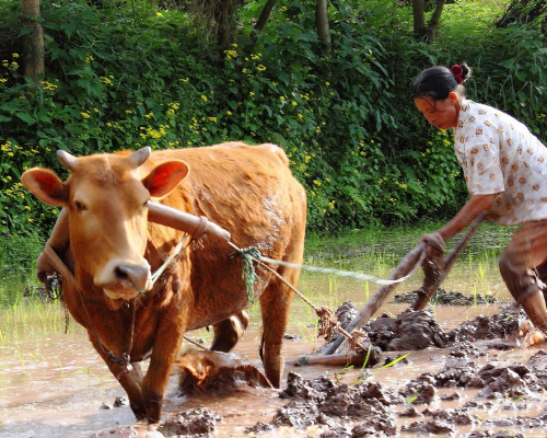留守妇女刘小素正艰难地用耕牛翻耕着即将栽插秧苗的农田.