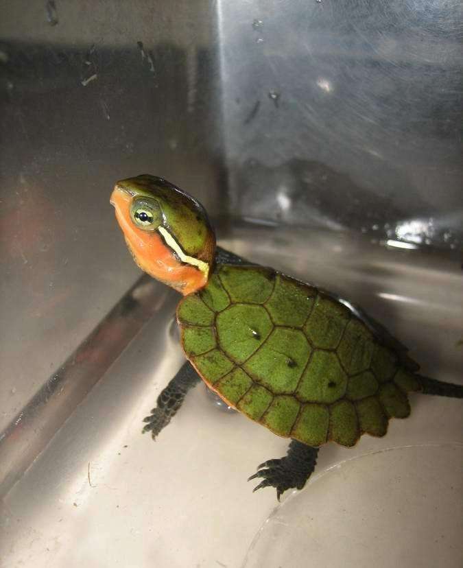 你见过这么可爱点的平胸龟吗