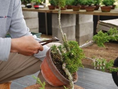 爱木盆景 i 真柏微型盆景修剪整型示范,高手的手法就是不一样