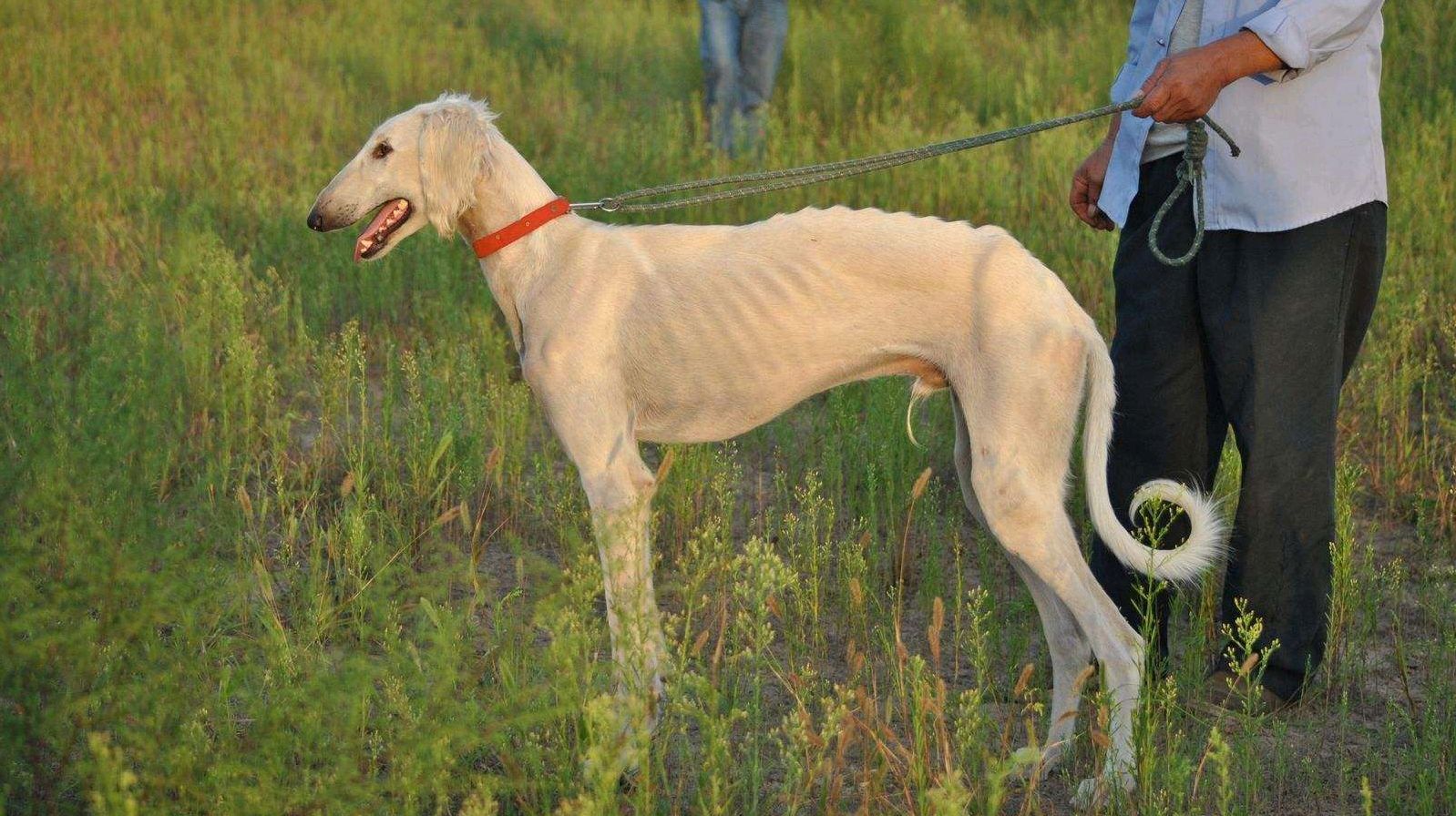 它到底是什么品种的狗?你家养的或许就是