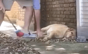 铲屎官给狗狗取名为"lazy",结果它真的成了一头大懒猪!