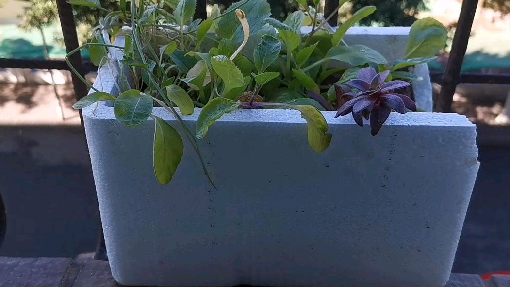 一颗小白菜历经3个月的最终宿命