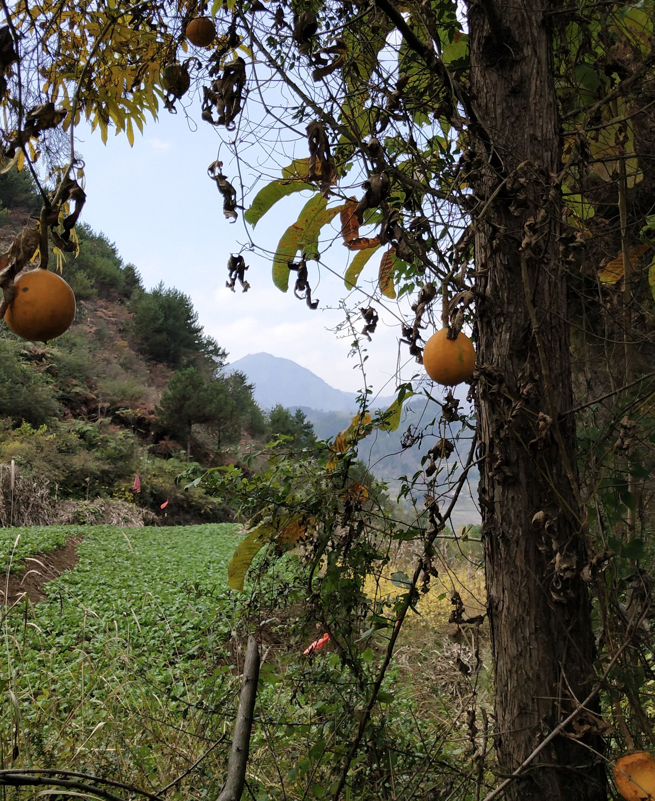 野生瓜蒌秧蔓图片大全图片