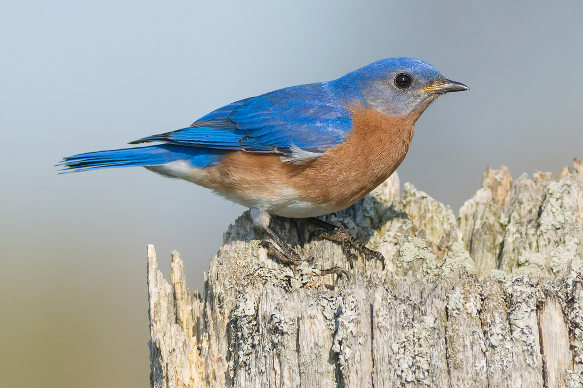 蓝翅八色鸫是一种美丽的鸟类,其翅膀呈现出独特的蓝色光泽,与其他七种