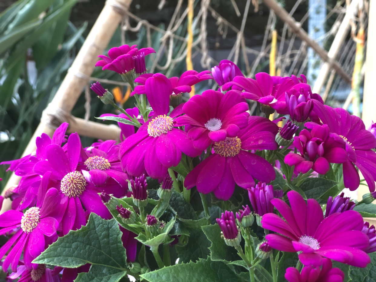 瓜叶菊的花语是:喜悦,快活,快乐,合家欢喜,繁荣昌盛.