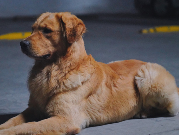 地下车库中的金毛,趴在地上,做一个地下守护神