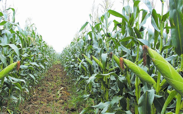 辣椒套种玉米栽培,产量高,品质好,实现一地两收