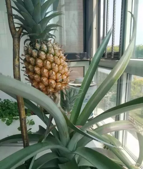 4月发文:网上很火爆,"菠萝头"种菠萝,3分钟学会