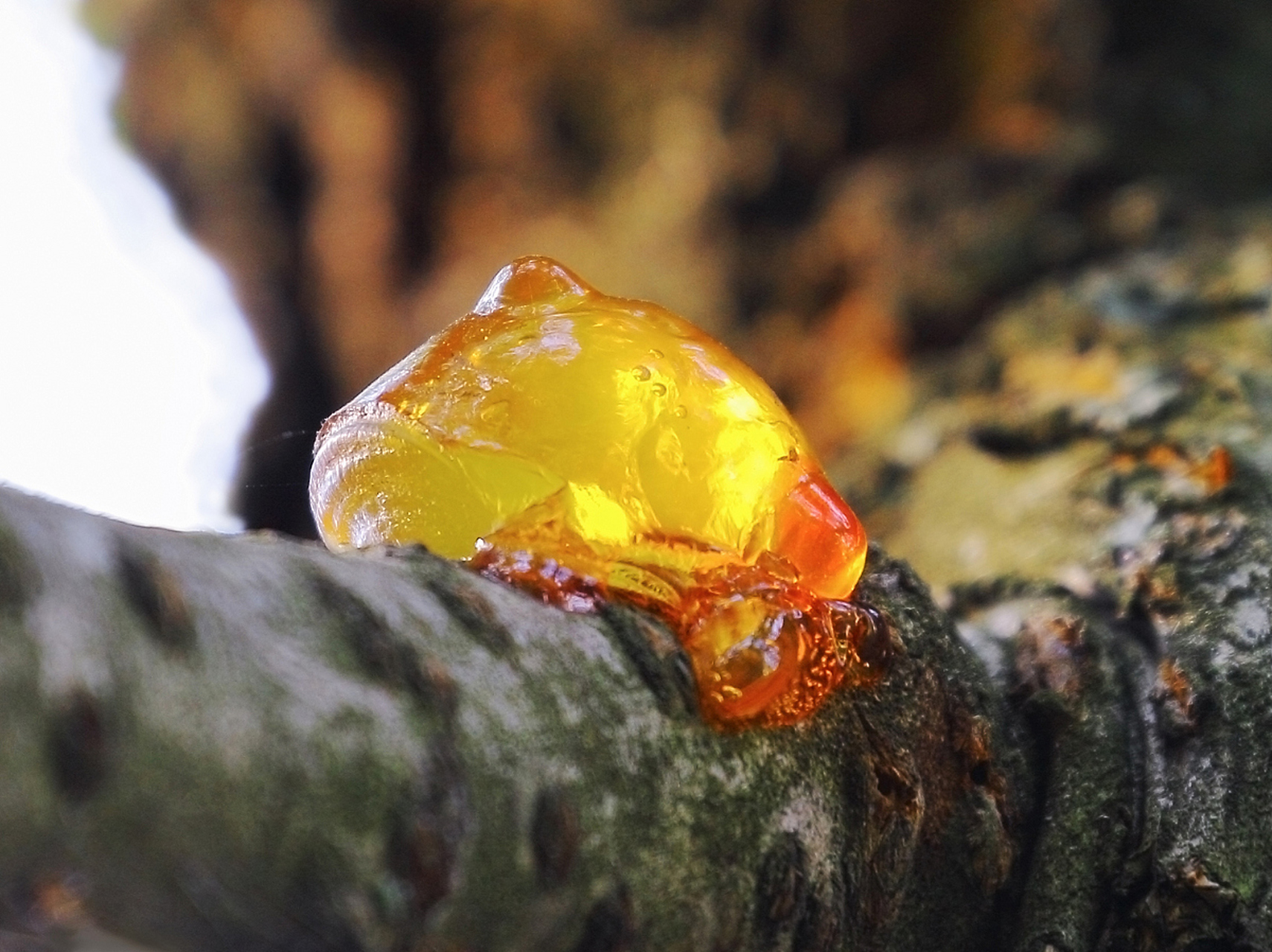 松脂还可用于制作蜡烛,香水,药材等,并经过长时间变化形成琥珀,包裹小