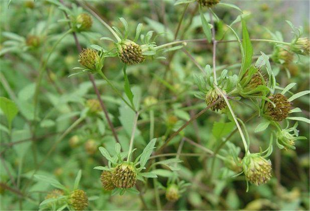 乡下路边"鬼硌针",路过就扎一身,有人说是杂草,其实全身是宝