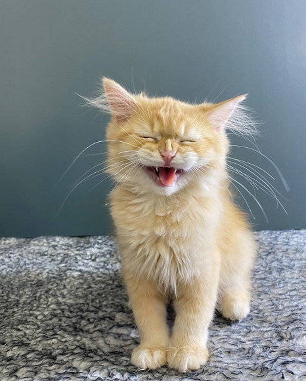 发现美好时光#最爱笑的小猫咪!#遇见美好