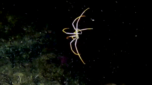 海底两万里巨型海蜘蛛图片