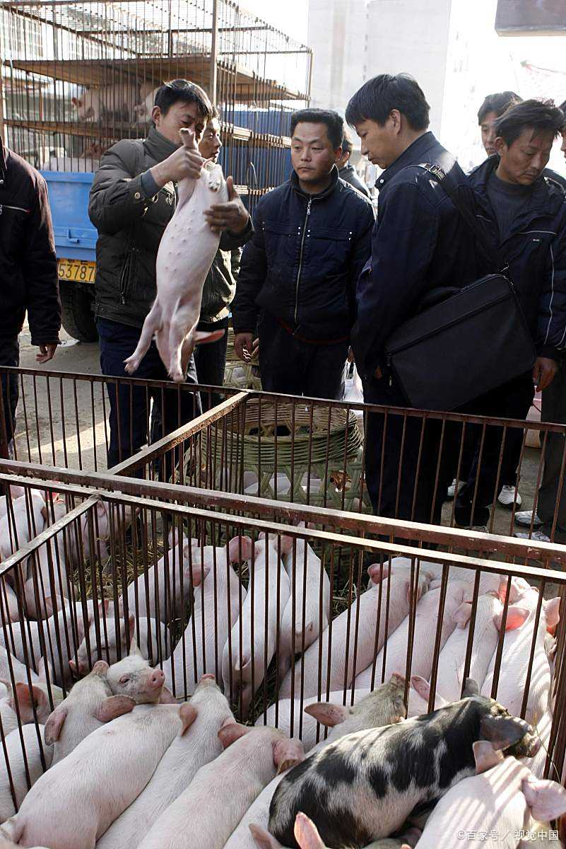 猪仔- 热门商品专区