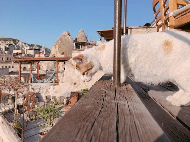 猫之城,来自伊斯坦布尔猫民们的千年守望的地方
