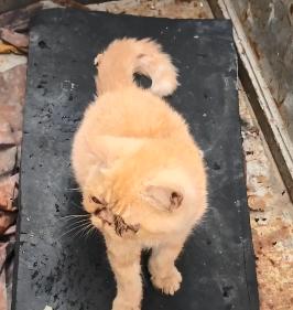 加菲猫因患猫鼻支被人遗弃,网友救助一段时间后很开心:捡到宝了